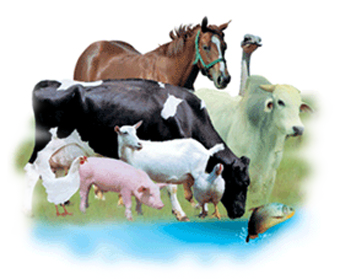 Disinfettanti per zootecnia - disinfettanti per mammelle
